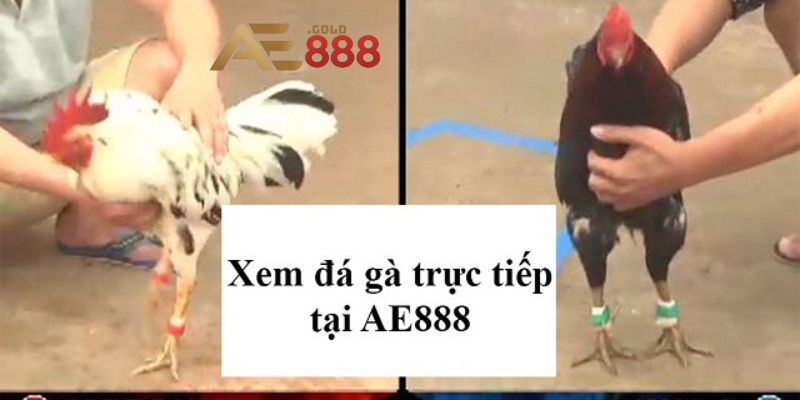 đá gà AE888